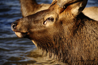 Elk at Lake