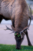 Holiday Elk