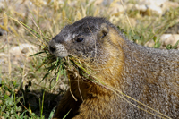 Hungry Marmot
